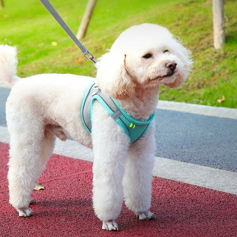 Colete Peitoral com Guia para Gatos e Cães – Conjunto de Peitoral Reflexivo, Respirável e Ajustável para Cães de Pequeno e Médio Porte, Ideal para Passeios ao Ar Livre.