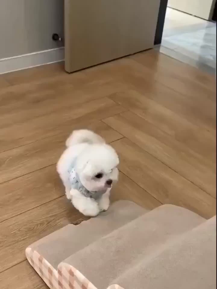 Rampa para cães de espuma de alta densidade com 3 degraus, base antiderrapante, escada interna para camas e sofás, superfície de tecido macio, ideal para cães pequenos a extra pequenos, auxílio de acessibilidade para pets